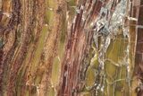Polished Petrified Wood (Araucarioxylon) - Arizona #352620-1